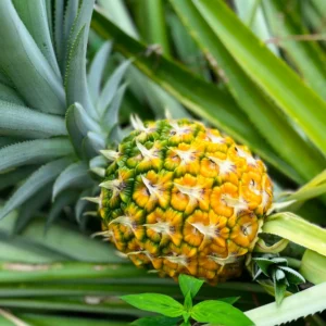 Ananas frais